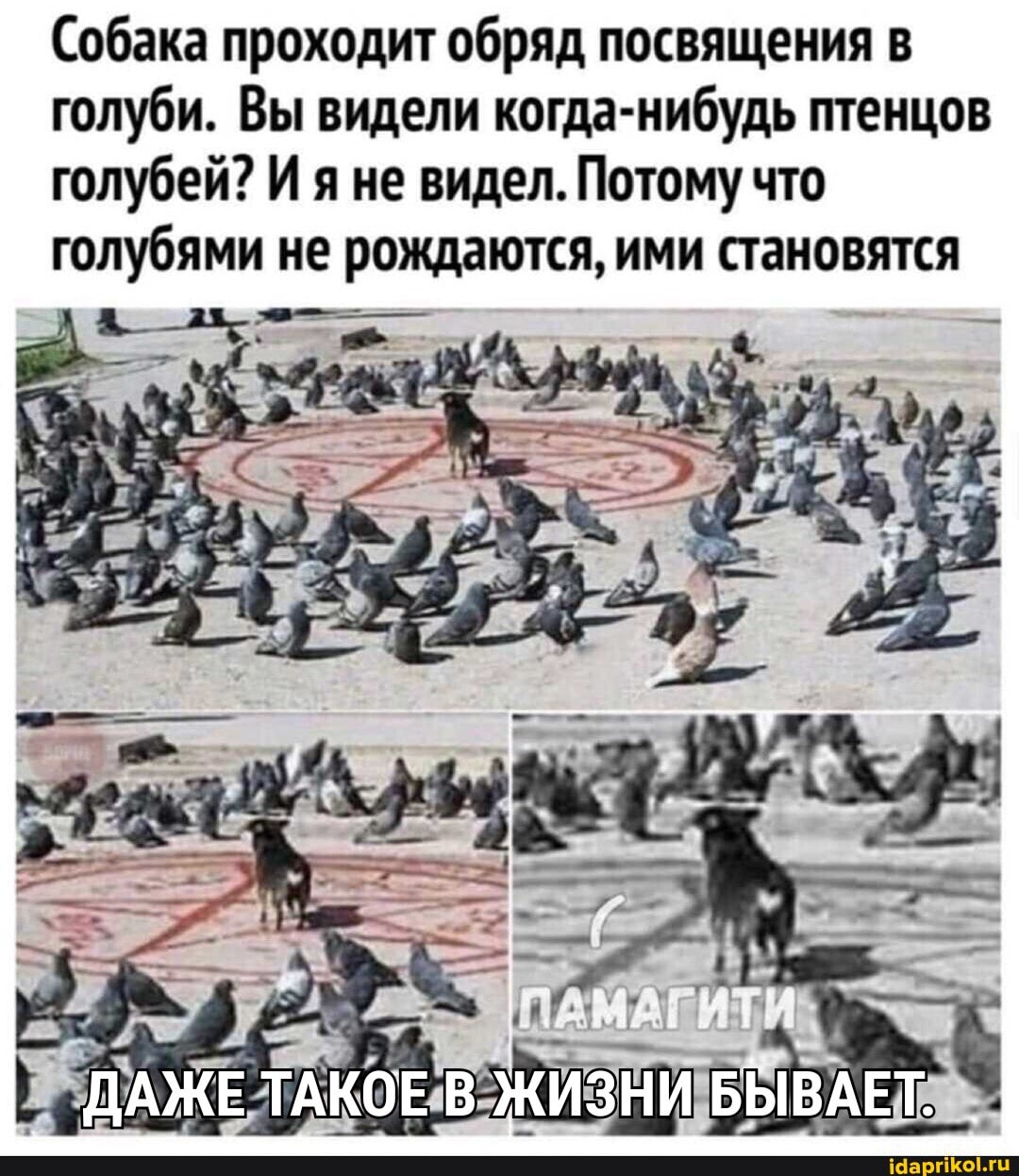Собака проходит обряд посвящения в голуби. Вы видели когда-нибудь птенцов голубей? И яне видел. Потому что голубями не рождаются, ими становятся
ДАЖЕ ТАКОЕ ЖИ
ЗНИ БЫВАЕТ.
