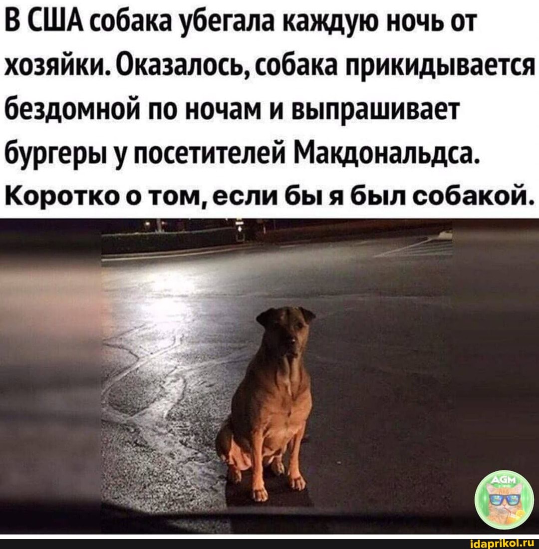 В США собака убегала каждую ночь от хозяйки. Оказалось, собака прикидывается
бездомной по ночам и выпрашивает бургеры у посетителей Макдональдса.
Коротко о том, если бы я был собакой.