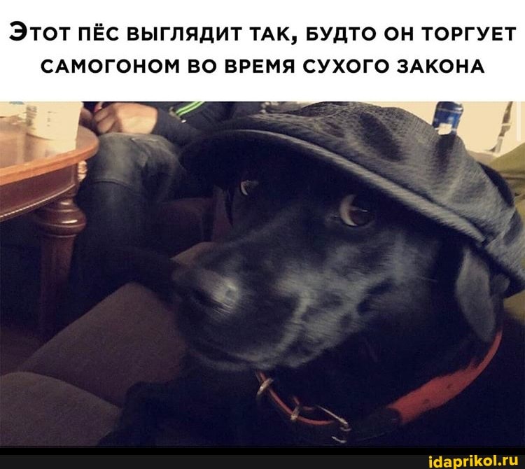 Этот ПЁС выглядит ТАК, БУДТО ОН ТОРГУЕТ
САМОГОНОМ ВО ВРЕМЯ СУХОГО ЗАКОНА