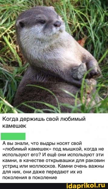 Когда держишь свой любимый камешек
А вы знали, что выдры носят свой
"любимый камешек" под мышкой, когда не используют его? И ещё они используют эти камни, в качестве открывашки для раковин устриц или моллюсков. Камни очень важны для них, они даже передают их из поколения в поколение
