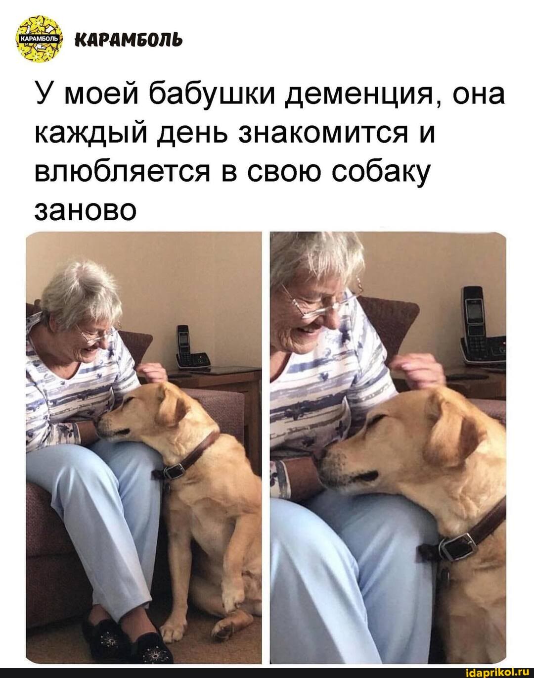 КАРАМБОЛЬ
У моей бабушки деменция, она каждый день знакомится и влюбляется в свою собаку заново