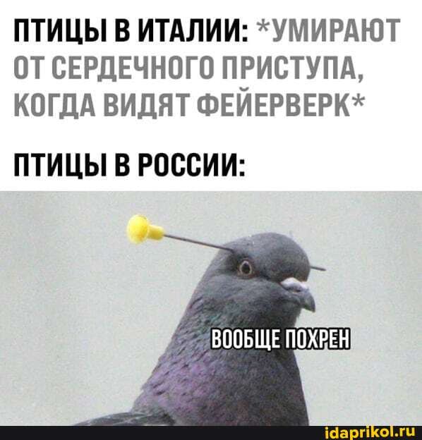 ПТИЦЫ В ИТАЛИИ: *УМИРАЮТ ОТ СЕРДЕЧНОГО ПРИСТУПА,
КОГДА ВИДЯТ ФЕИЕРВЕРК*
ПТИЦЫ В РОССИИ:
ВООБЩЕ ПОХРЕН