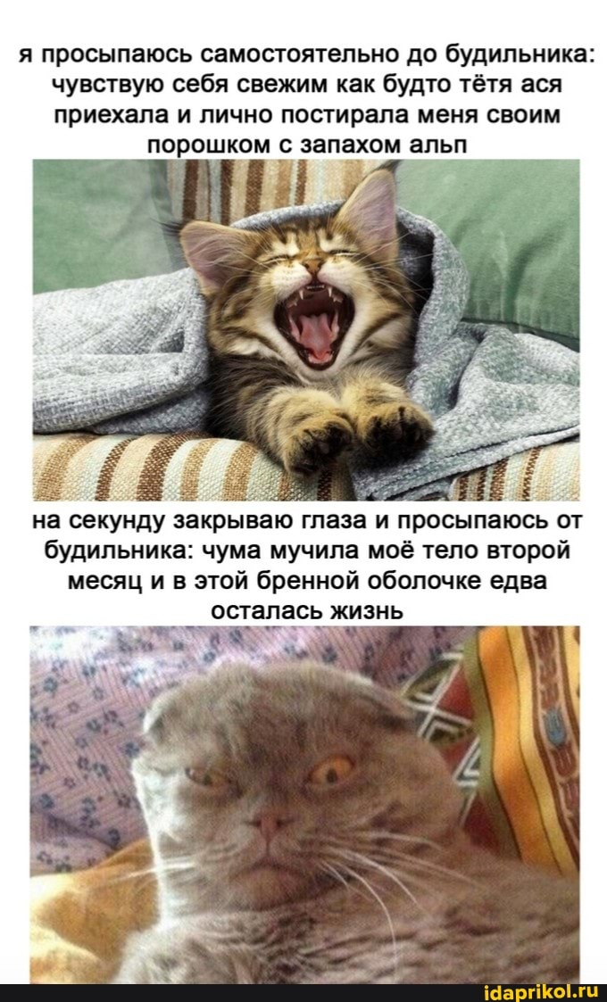 я просыпаюсь самостоятельно до будильника: чувствую себя свежим как будто тётя ася приехала и лично постирала меня своим
порошком с запахом альп
на секунду закрываю глаза и просыпаюсь от будильника: чума мучила моё тело второй месяц и в этой бренной оболочке едва осталась жизнь