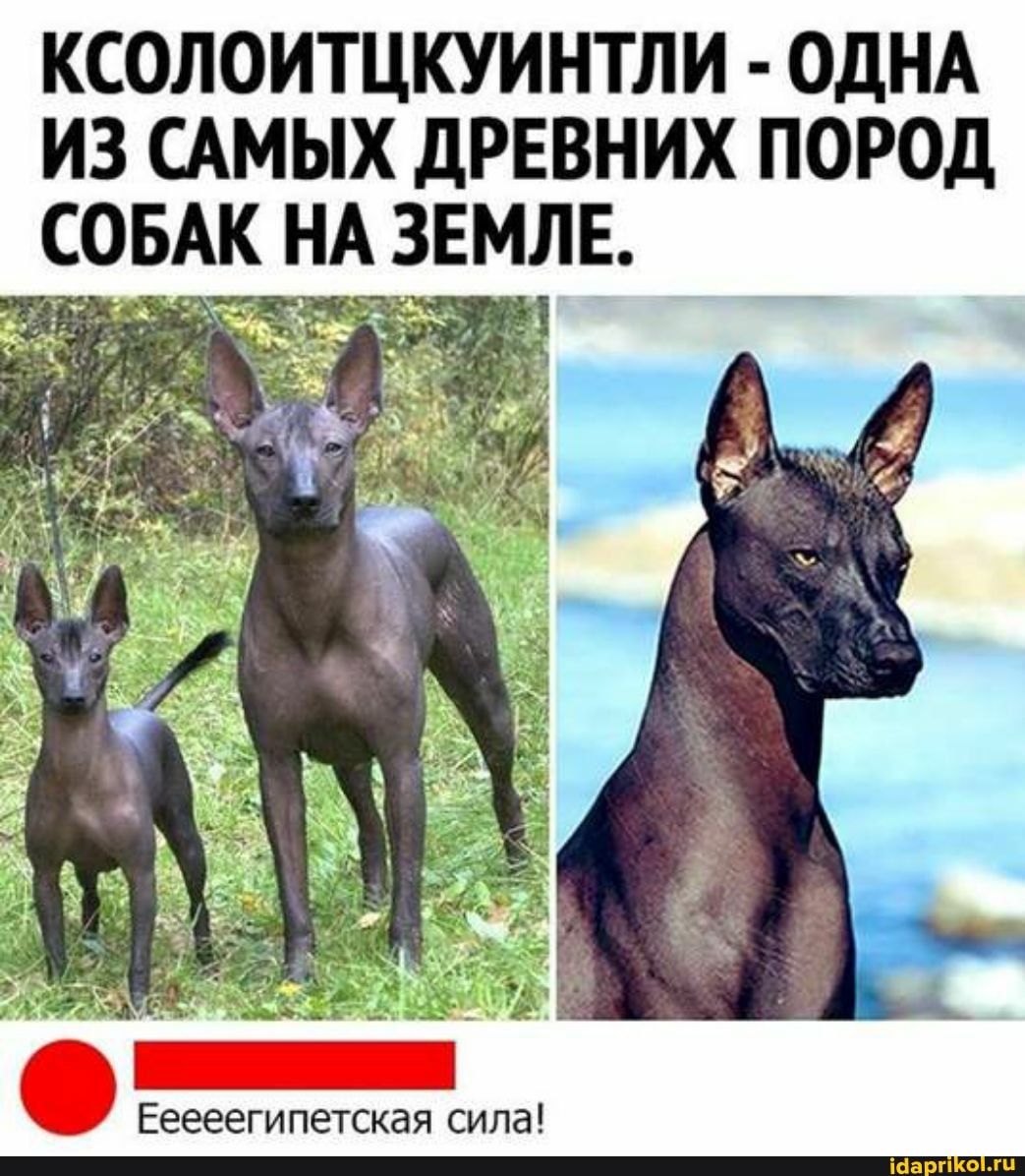 КСОЛОИТЦКУИНТЛИ - ОДНА ИЗ САМЫХ ДРЕВНИХ ПОРОД СОБАК НА ЗЕМЛЕ.
Ееееегипетская сила!