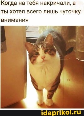 Когда на тебя накричали, а ты хотел всего лишь чуточку внимания