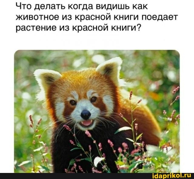 Что делать когда видишь как животное из красной книги поедает растение из красной книги?