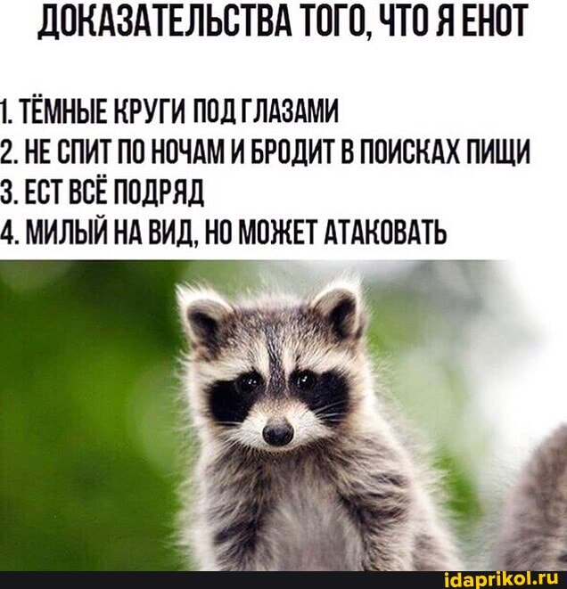 ДОКАЗАТЕЛЬСТВА ТОГО, ЧТО Я ЕНОТ
I ТЕМНЫЕ КРУГИ ПОД ГЛАЗАМИ
2. НЕ СПИТ ПО НОЧАМ И БРОДИТ В ПОИСКАХ ПИЩИ
3. ЕСТ ВСЁ ПОДРЯД
4. МИЛЫЙ НА ВИД, НО МОЖЕТ АТАКОВАТЬ