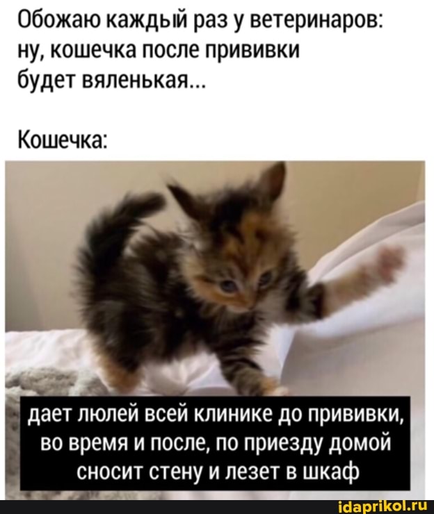 Обожаю каждый раз у ветеринаров:
ну, кошечка после прививки
будет вяленькая...
Кошечка:
дает люлей всей клинике до прививки, во время и после, по приезду домой сносит стену и лезет в шкаф