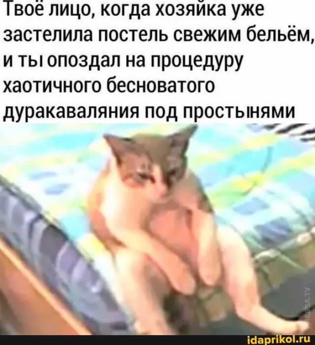 Твое лицо, когда хозяйка уже застелила постель свежим бельём, и ты опоздал на процедуру хаотичного бесноватого дуракаваляния под простынями