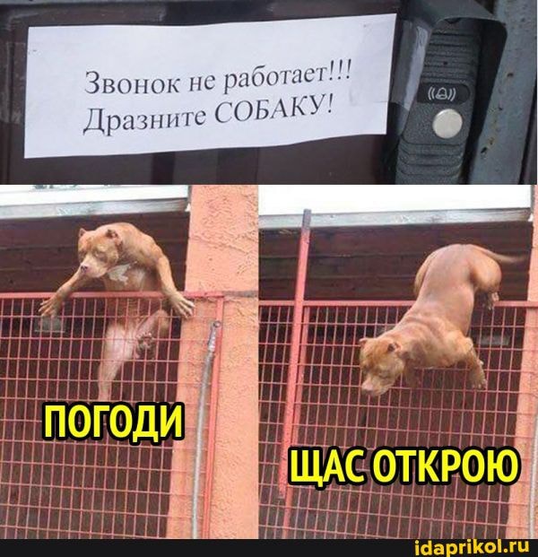 Звонок не работает!!!
Дразните СОБАКУ!
ОТКРОЮ