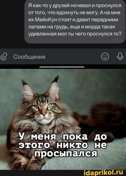 Я как-то у друзей ночевал и проснулся оттого, что вдохнуть не могу. Анамне
'их МейнКун стоит и давит передними лапами на грудь, еще и мордатакая удивленная мол ты чего проснулся то?
@ Сообщение
меня пока до
этого никто не
просыпался