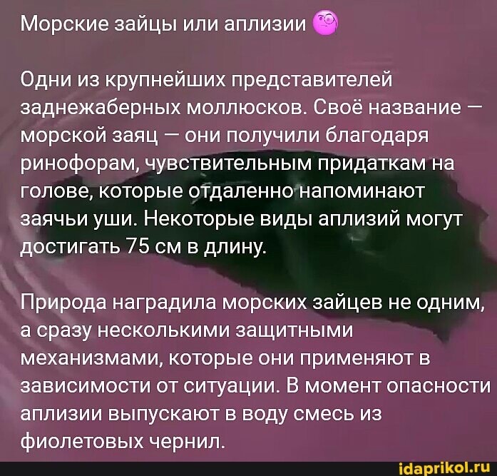 Морские зайцы или аплизии
Одни из крупнейших представителей заднежаберных моллюсков. Своё название - морской заяц - они получили благодаря ринофорам, чувствительным придаткам на голове, которые отдаленно напоминают заячьи уши. Некоторые виды аплизий могут достигать 75 см в длину
Природа наградила морских зайцев не одним, а сразу несколькими защитными механизмами, которые они применяют в зависимости от ситуации. В момент опасности аплизии выпускают в воду смесь из фиолетовых чернил.