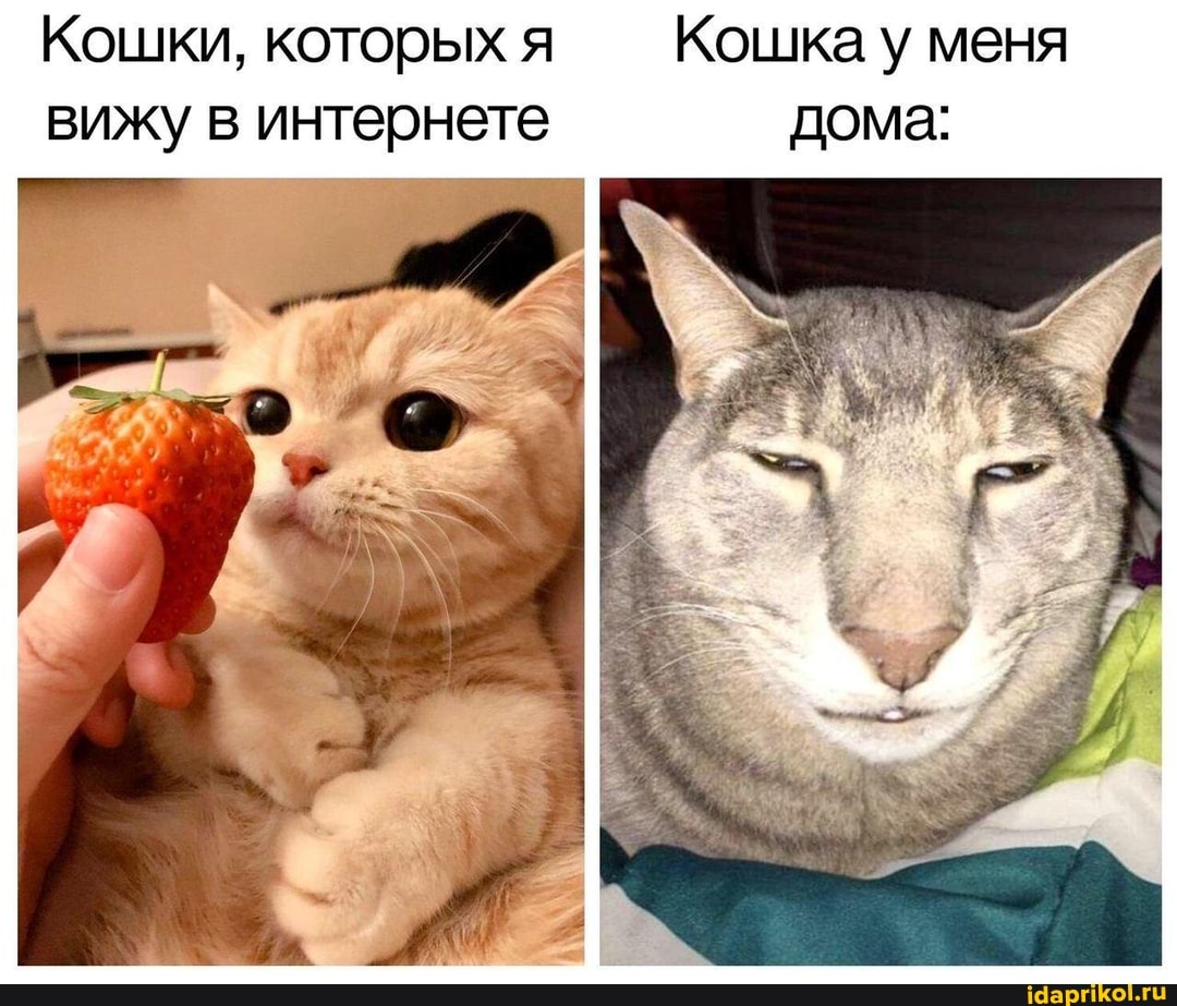 Кошки, которых я Кошка у меня вижу в интернете дома: