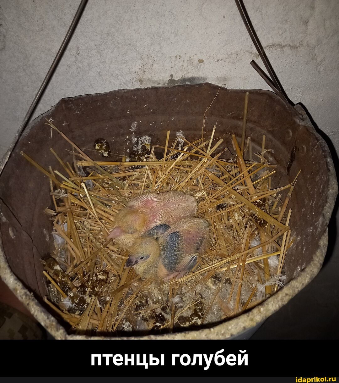 птенцы голубей - птенцы голубей