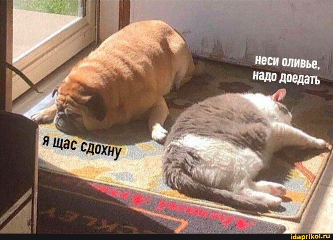 неси оливье.
Напо доедать
