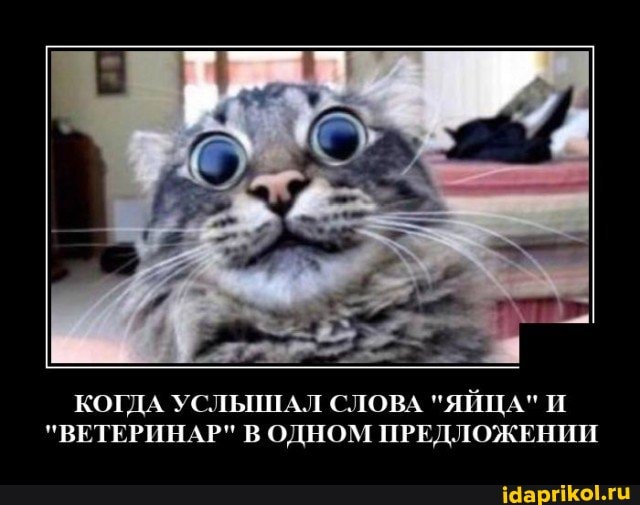 КОГДА УСЛЫШАЛ СЛОВА "ЯЙЦА" И
"ВЕТЕРИНАР" В ОДНОМ ПРЕДЛОЖЕНИИ