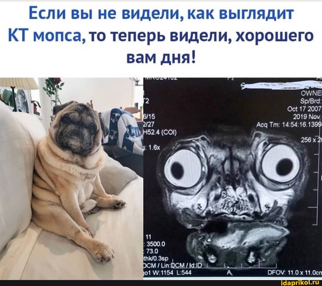Если вы не видели, как выглядит
КТ мопса, то теперь видели, хорошего вам дня!
17 2007
730
мм