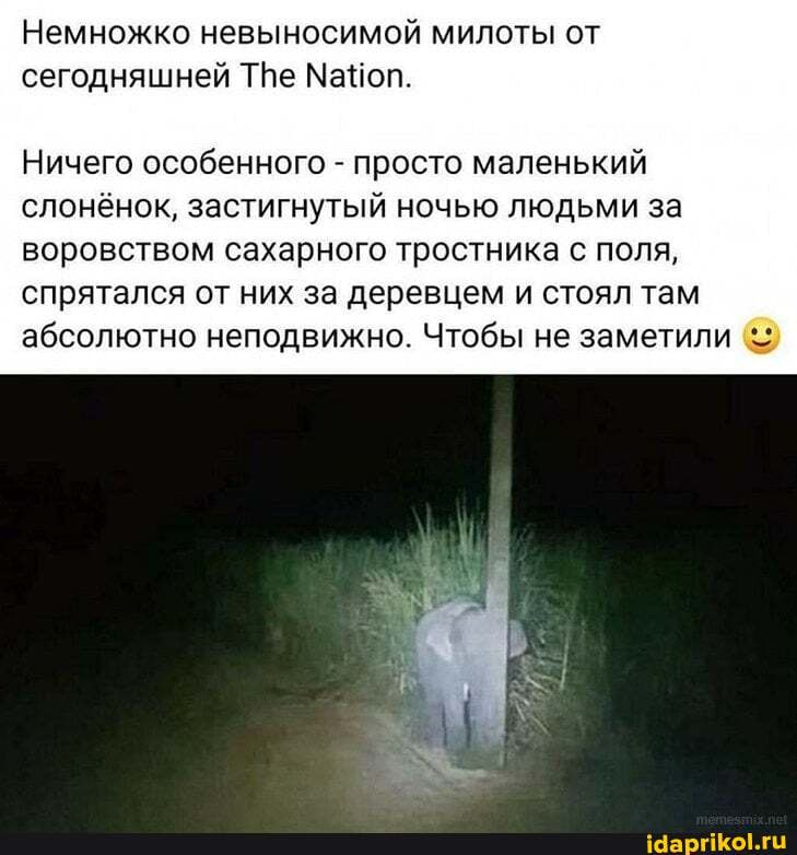 Немножко невыносимой милоты от сегодняшней ТВе Мапоп.
Ничего особенного - просто маленький слонёнок, застигнутый ночью людьми за воровством сахарного тростника с поля, спрятался от них за деревцем и стоял там абсолютно неподвижно. Чтобы не заметили