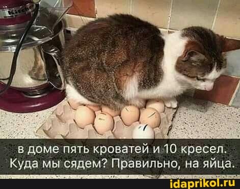 в доме пять кроватей и/10 кресел.
Куда мы сядем? Правильно, на яйца.