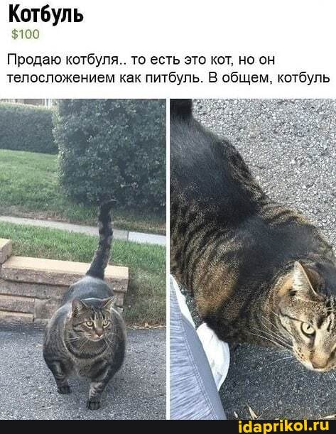 Котбуль
$100
Продаю котбуля.. то есть это кот, но он телосложением как питбуль. В общем, котбуль