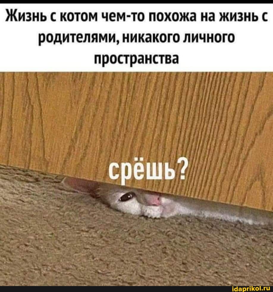 Жизнь с котом чем-то похожа на жизнь с
родителями, никакого личного пространства
срешь?
