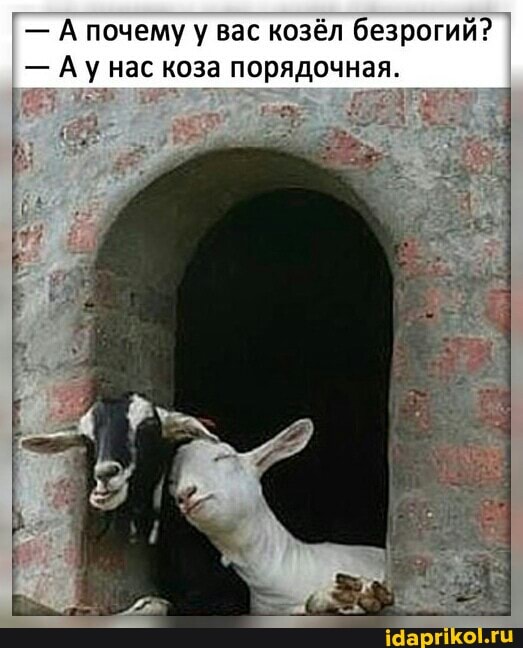 А почему у вас козел безрогий? I
- Ау нас коза порядочная.