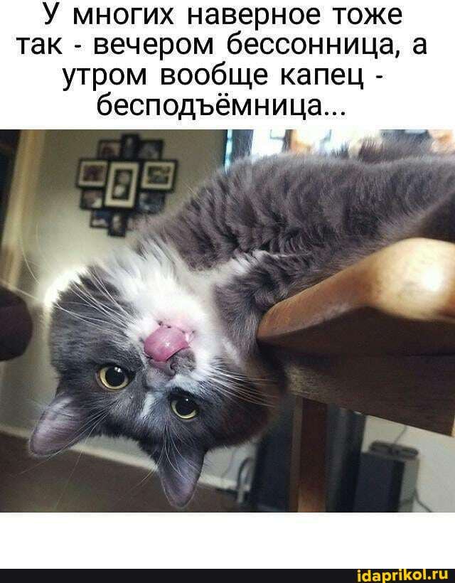 У многих наверное тоже так - вечером бессонница, а утром вообще капац - бесподёмница...