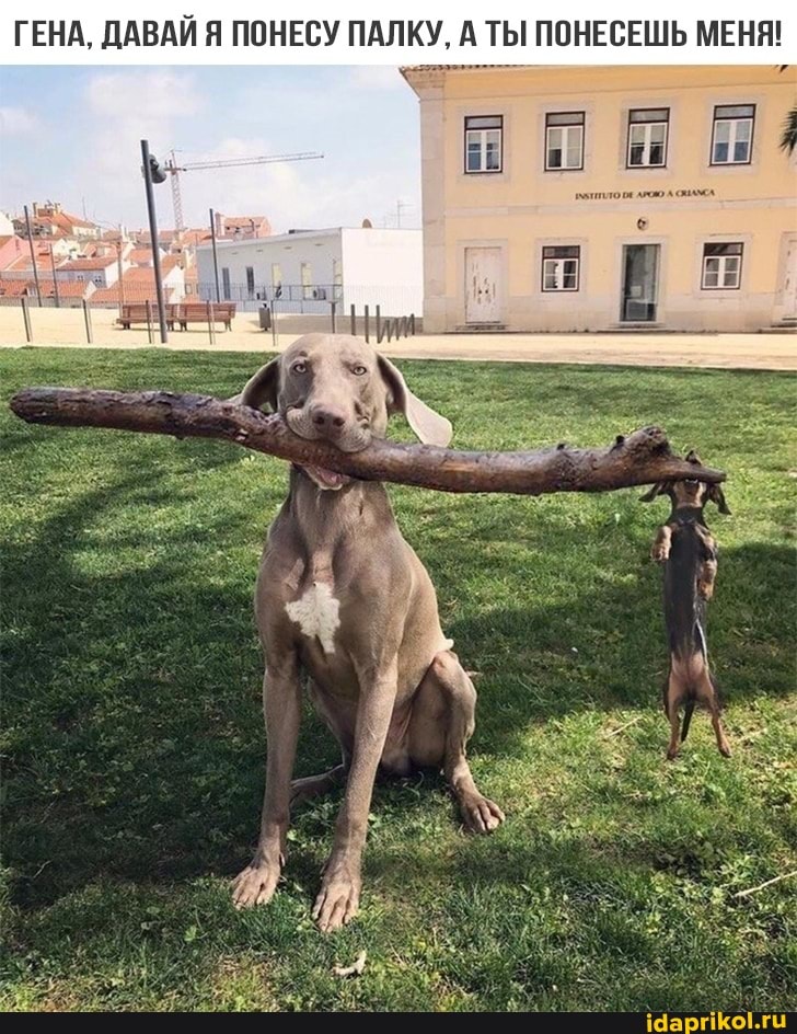 ГЕНА, ДАВАЙ Я ПОНЕСУ ПАЛКУ, А ТЫ ПОНЕСЕШЬ МЕНЯ!