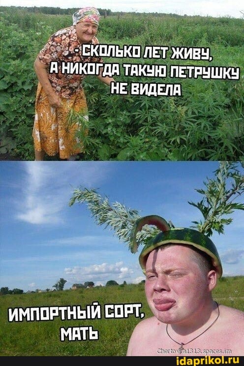 СКОЛЬКО ЛЕТ ЖИВЧ,
НИКОГДА ТАКУН ПЕТРУШКУ НЕ ВИДЕЛА
ИМПОРТНЫЙ СОРТ,
МАТЬ