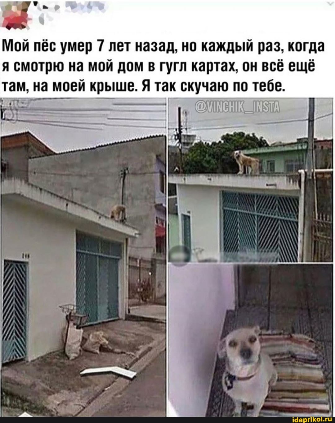 Мой пёс умер 7 лет назад, но каждый раз, когда
я смотрю на мой дом
в гугл картах, он всё ещё
там, на моей крыше. Я так Rr pias no Lt