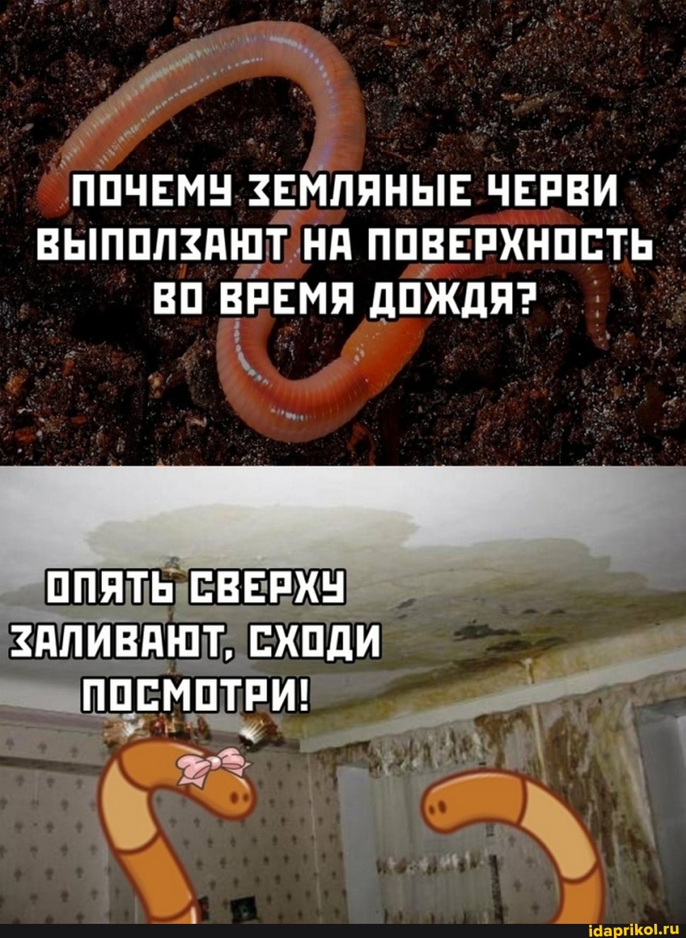 ПОЧЕМУ ЗЕМЛЯНЫЕ ЧЕРВИ ВЫПОЛЗАЮТ НА ПОВЕРХНОСТЬ ВО ВРЕМЯ ДОЖДЯ?
ОПЯТЬ СВЕРХУ
<АЛИВАЮТ, СХОДИ ПОСМОТРИ!