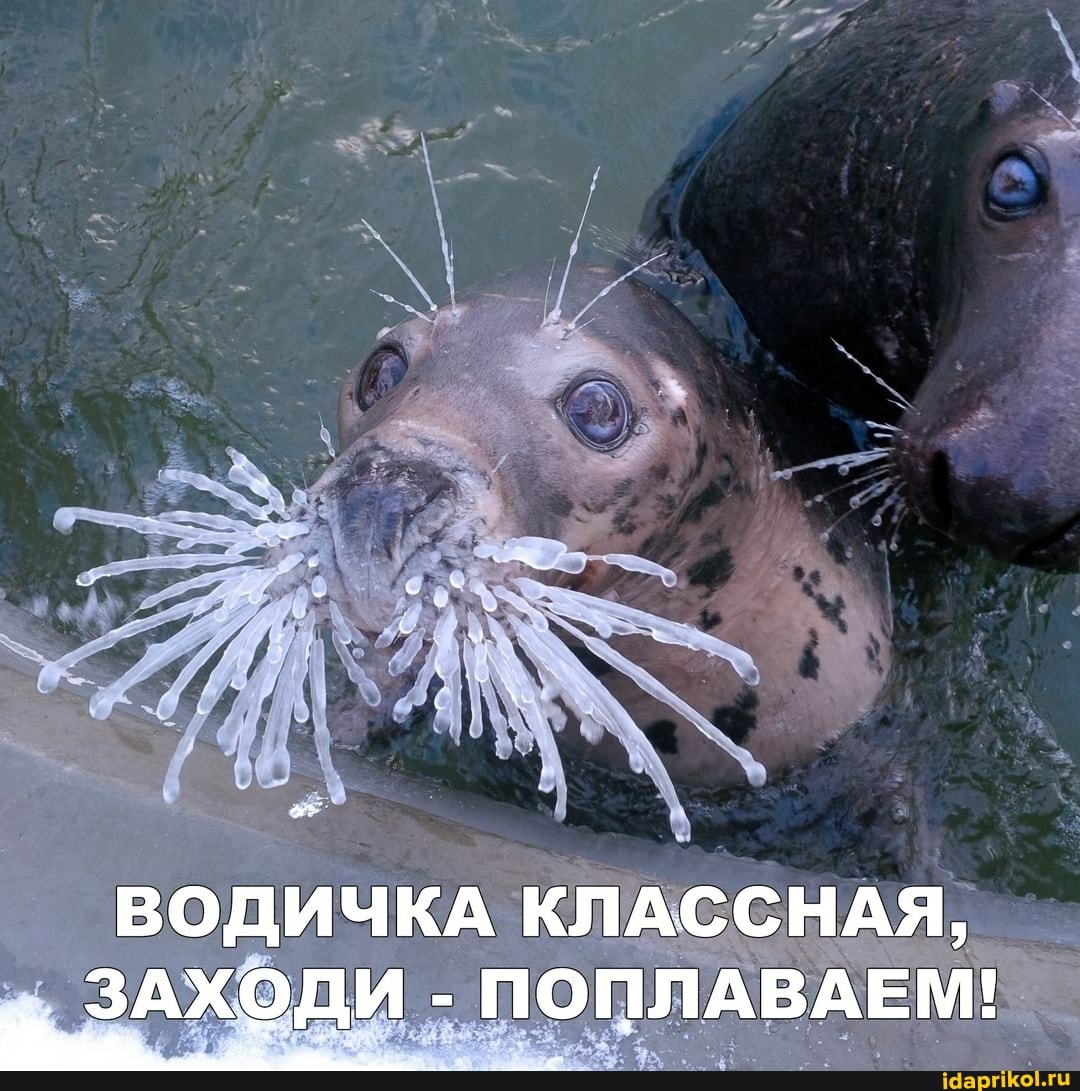 ВОДИЧКА КЛАССНАЯ,
ЗАХОДИ - ПОПЛАВАЕМ!