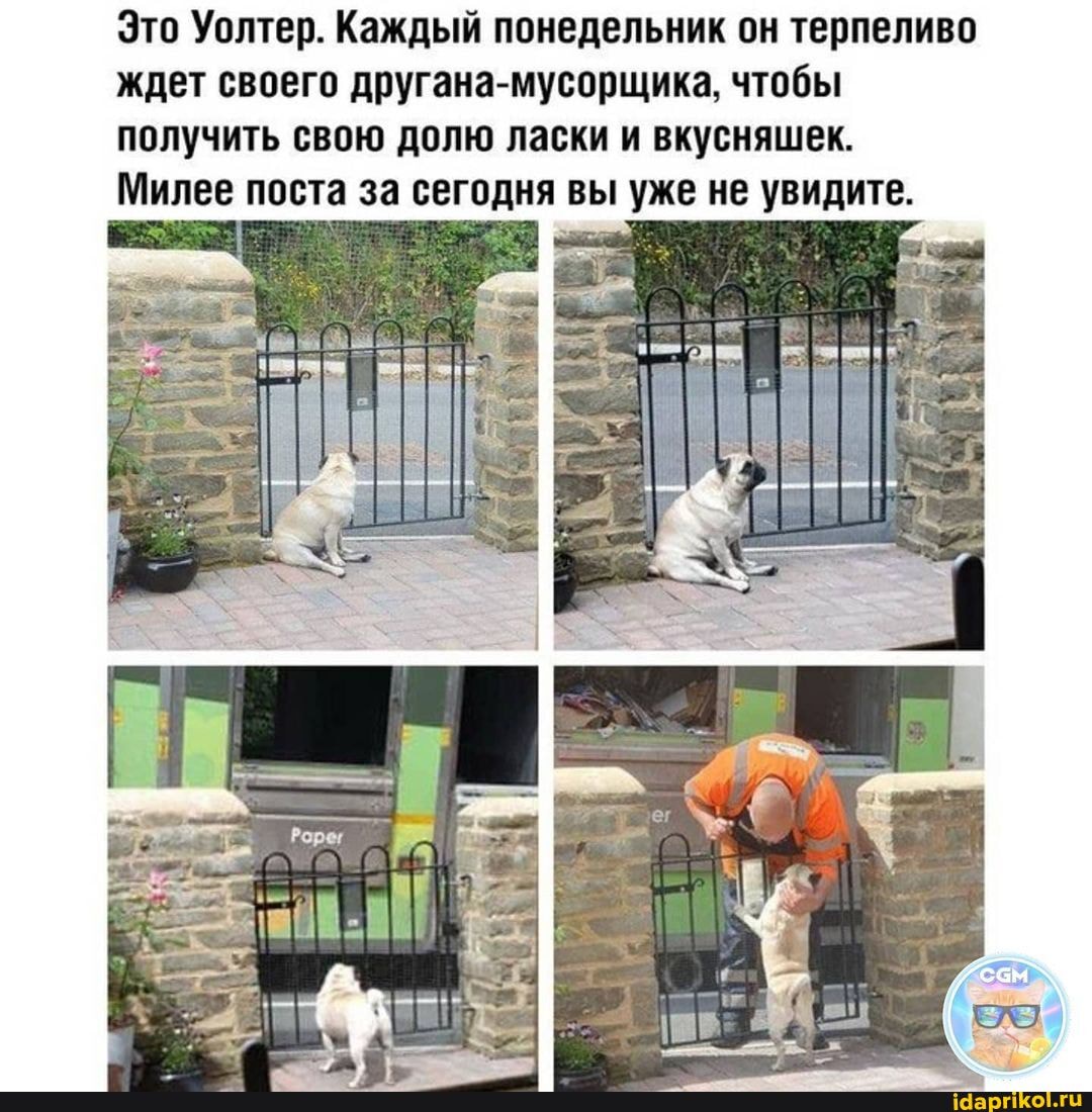 Это Уолтер. Каждый понедельник он терпеливо ждет своего другана-мусорщика, чтобы получить свою долю ласки и вкусняшек.
Милее поста за сегодня вы уже не увидите.