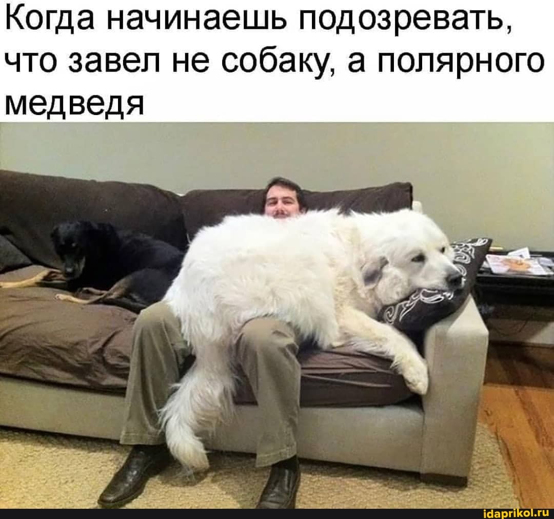 Когда начинаешь подозревать, что завел не собаку, а полярного медведя