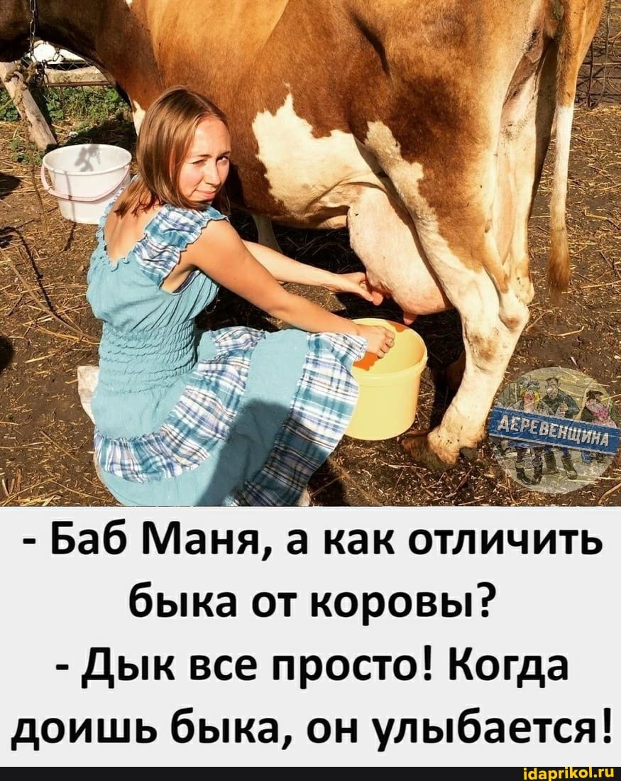 - Баб Маня, а как отличить быка от коровы?
- Дык все просто! Когда доишь быка, он улыбается!