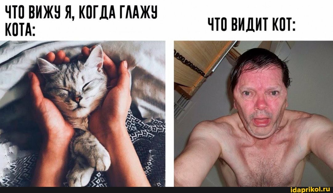 ЧТО ВИДИТ КОТ:
ЧТО ВИЖУ Я, КОГДА ГЛАЖУ КОТА:
