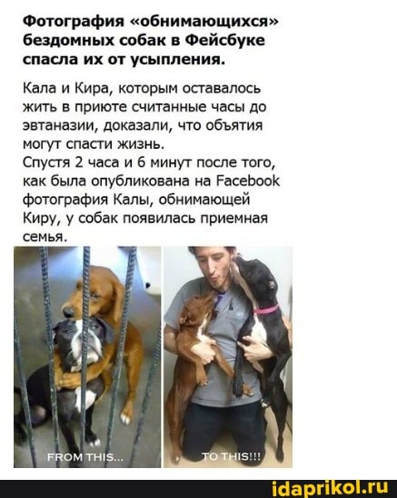 Фотография "обнимающихся" бездомных собак в Фейсбуке спасла их от усыпления.
Кала и Кира, которым оставалось жить в приюте считанные часы до эвтаназии, доказали, что обятия могут спасти жизнь.
Спустя 2 часа и 6 минут после того, как была опубликована на РасеБоок
'фотография Калы, обнимающей
Киру, у собак появилась приемная семья.