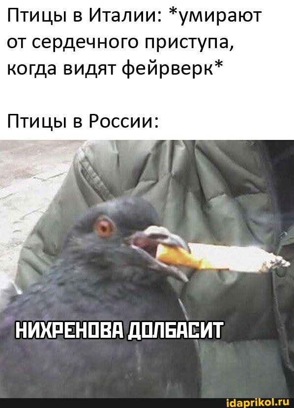 Птицы в Италии: *умирают от сердечного приступа, когда видят фейрверк*
Птицы в России:
НИХРЕНОВА ДОЛБАСИТ