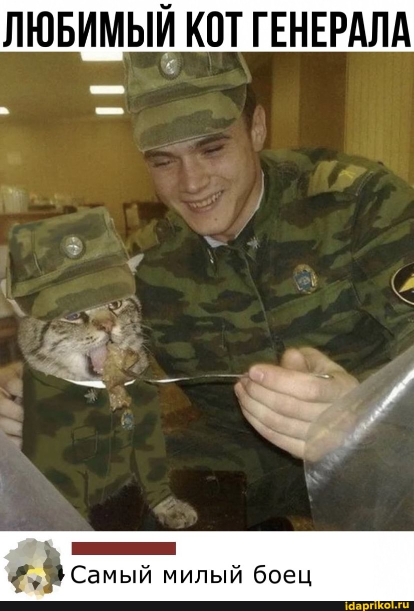 ЛЮБИМЫЙ КОТ ГЕНЕРАЛА
Самый милый боец