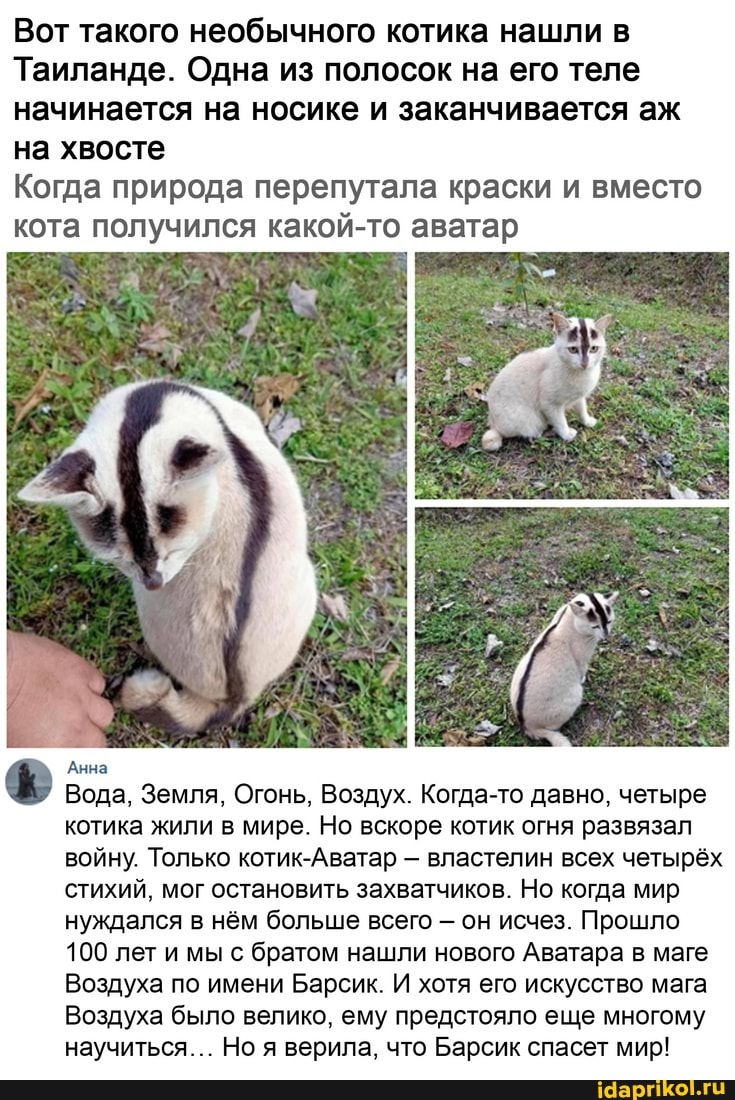 Вот такого необычного котика нашли в
Таиланде. Одна из полосок на его теле начинается на носике и заканчивается аж на хвосте
Когда природа перепутала краски и вместо кота получился какой-то аватар
Анна
Вода, Земля, Огонь, Воздух. Когда-то давно, четыре котика жили в мире. Но вскоре котик огня развязал войну. Только котик-Аватар - властелин всех четырёх стихий, мог остановить захватчиков. Но когда мир нуждался в нём больше всего - он исчез. Прошло
100 лет и мы с братом нашли нового Аватара в маге
Воздуха по имени Барсик. И хотя его искусство мага
Воздуха было велико, ему предстояло еще многому научиться... Но я верила, что Барсик спасет мир!
