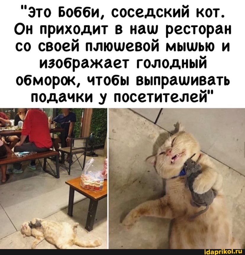 "Это Бобби, соседский кот.
Он приходит в наш ресторан со своей плюшевой мышью и изображает голодный обморок, чтобы выпрашивать подачки у посетителей"