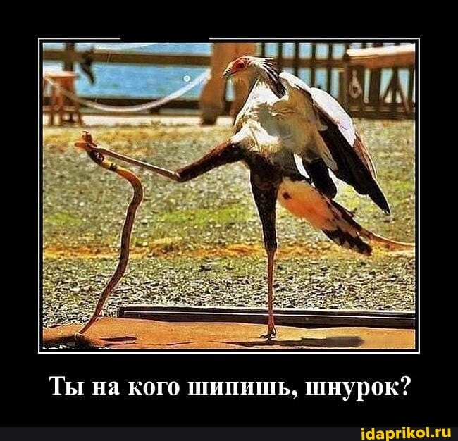 Ты на кого шипишь, шнурок?