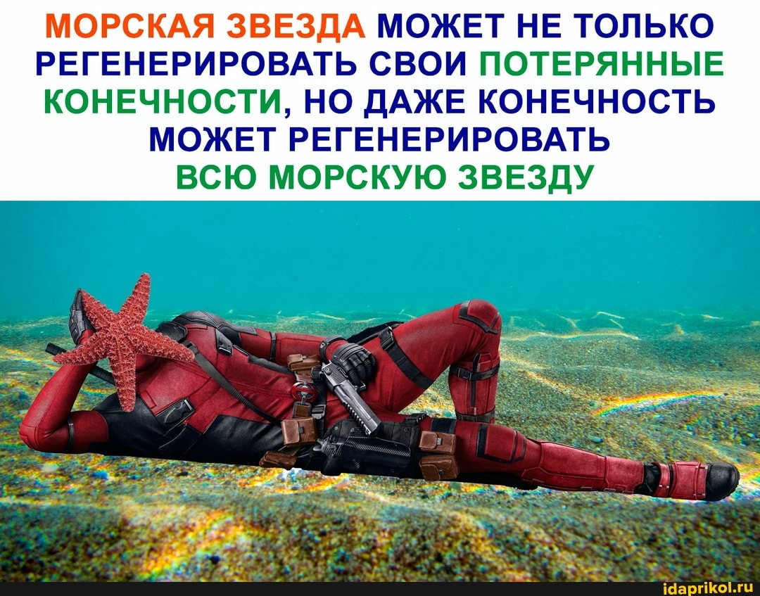 МОРСКАЯ ЗВЕЗДА МОЖЕТ НЕ ТОЛЬКО РЕГЕНЕРИРОВАТЬ СВОИ ПОТЕРЯННЫЕ КОНЕЧНОСТИ, НО ДАЖЕ КОНЕЧНОСТЬ МОЖЕТ РЕГЕНЕРИРОВАТЬ ВСЮ МОРСКУЮ ЗВЕЗДУ