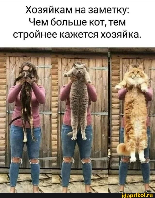 Хозяйкам на заметку:
Чем больше кот, тем стройнее кажется хозяйка.