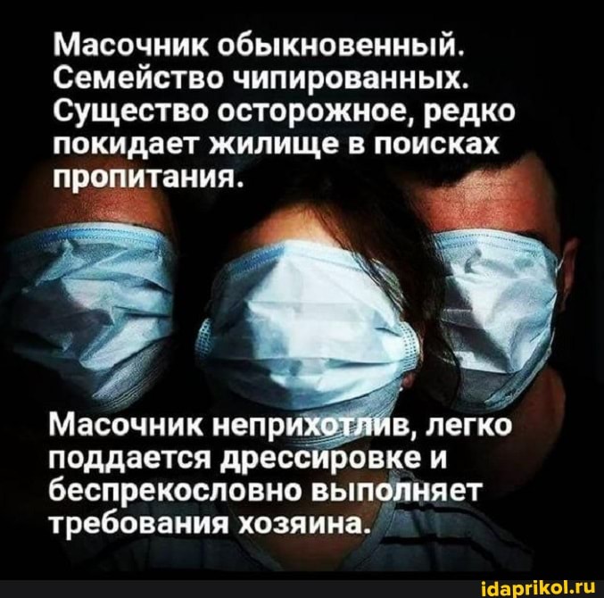 Масочник обыкновенный.
Семейство чипированных.
Существо осторожное, редко покидает жилище в поисках пропитания.
Масочник непри легка
поддается дрессировке и беспрекословно выполняет требования хозяина.