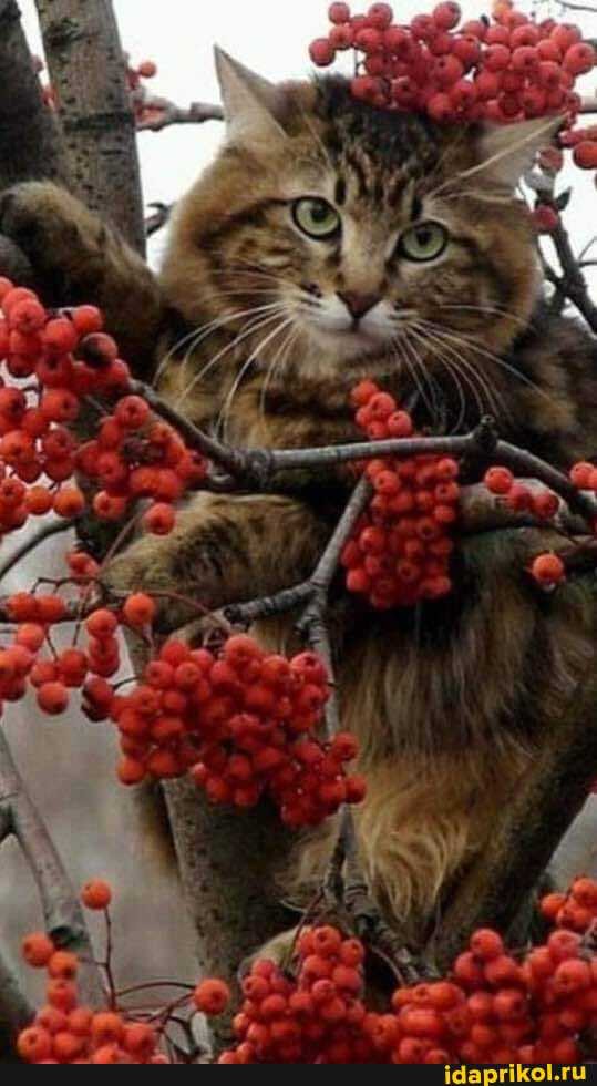 Такого вы еще не видели :)