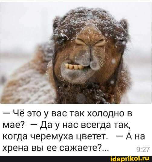 - Ч& это у вас так холодно в мае? - Дау нас всегда так, когда черемуха цветет. - Ана
хрена вы ее сажаете?...