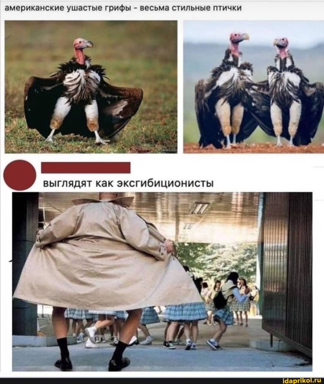 американские ушастые грифы - весьма стильные птички