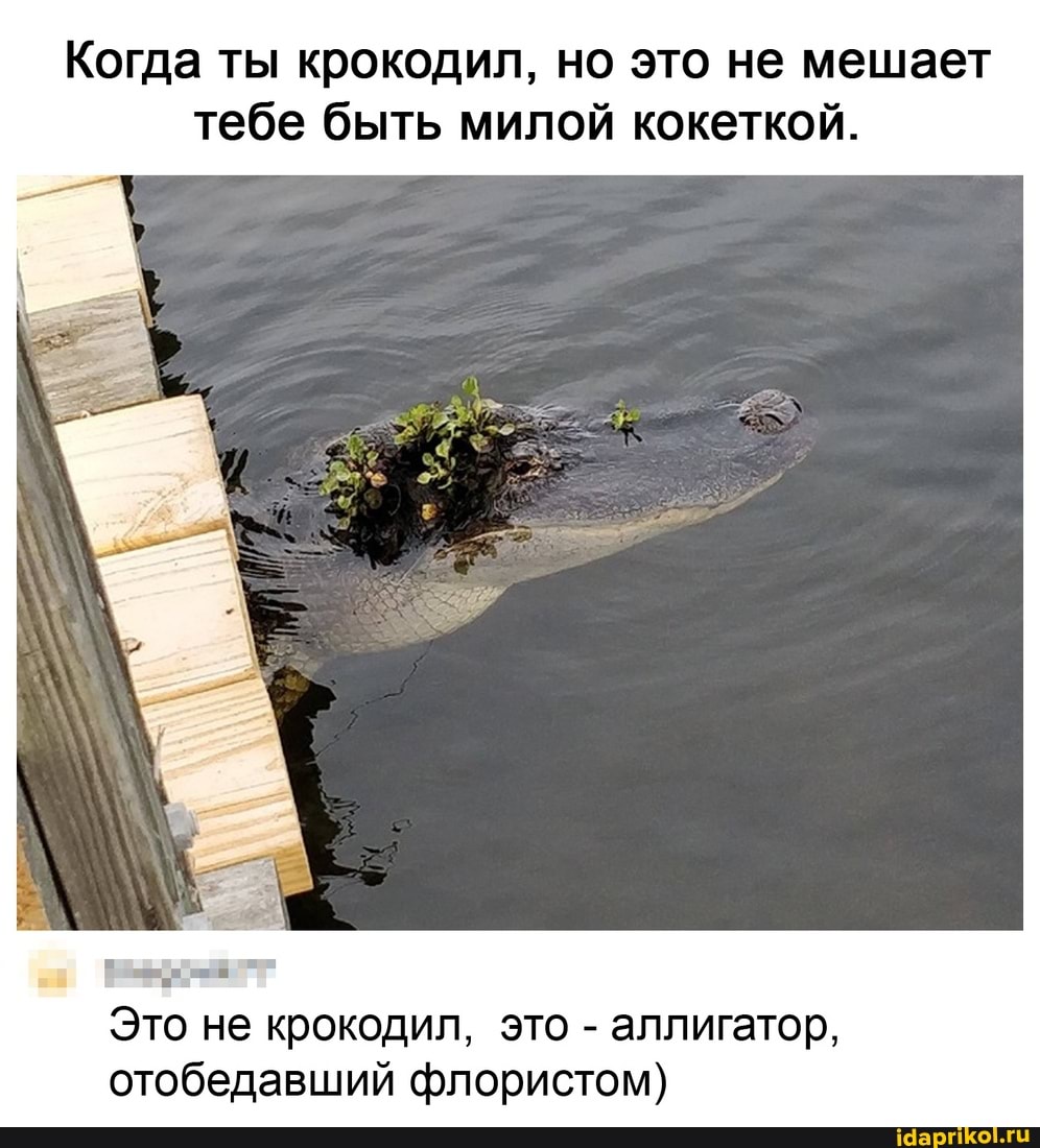 Когда ты крокодил, но это не мешает тебе быть милой кокеткой.
Это не крокодил, это - аллигатор, отобедавший флористом)