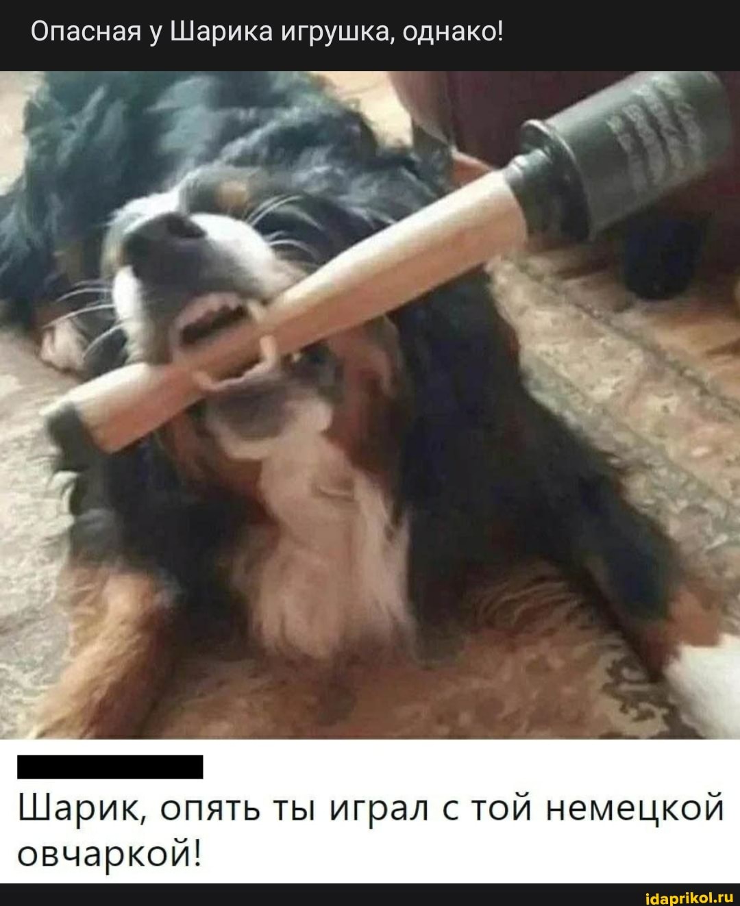 Опасная у Шарика игрушка, однако!
Шарик, опять ты играл с той немецкой овчаркой!